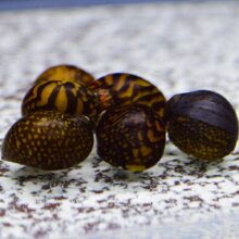 Batik Racing Nerite snail