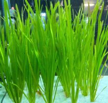 Vallisneria spiralis