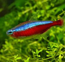 Cardinal Tetra