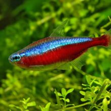 Cardinal Tetra