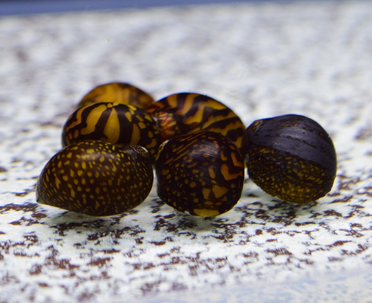 Batik Racing Nerite snail