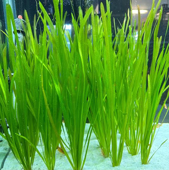 Vallisneria spiralis