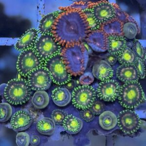 Zoa mix