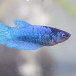 Siamese Fighter Betta Male