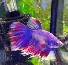 Siamese Fighter Betta Male