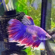 Siamese Fighter Betta Male