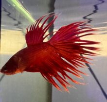 Siamese Fighter Crown Tail Betta Male