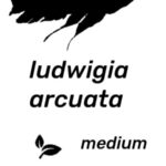 Ludwigia arcuata (Needle Leaf Ludwigia)