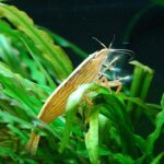 Bamboo Shrimp