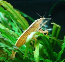 Bamboo Shrimp