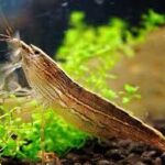 Bamboo Shrimp