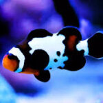 Black Snowflake Clownfish