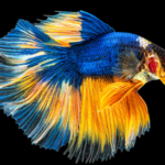 Siamese Fighter Halfmoon Betta Male