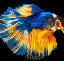 Siamese Fighter Halfmoon Betta Male