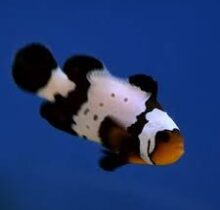 Black Snowflake Clownfish