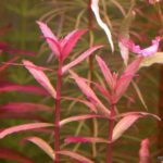 limnophila aromatica 4f7a014242cb7