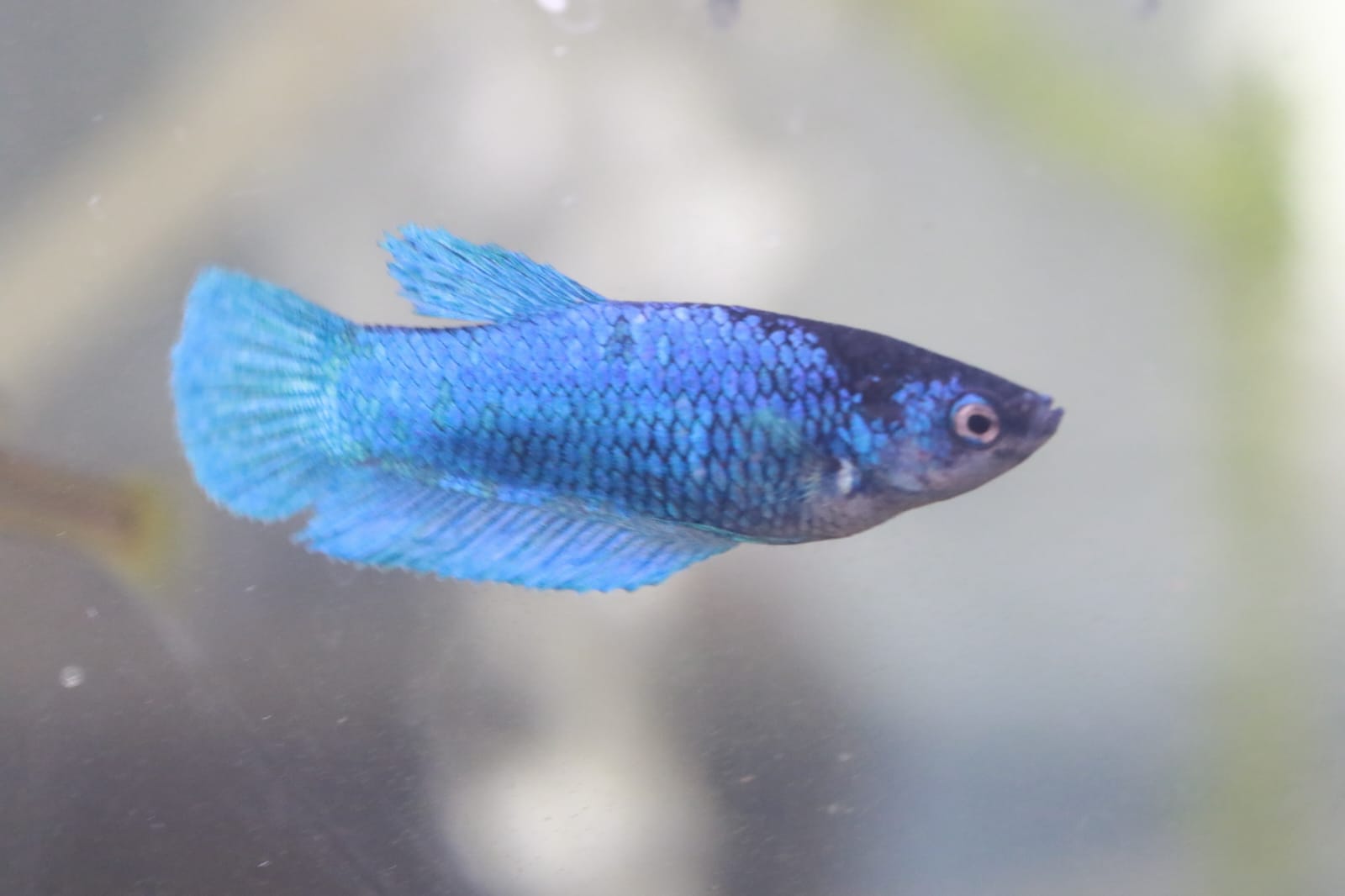 Siamese Fighter Betta Male