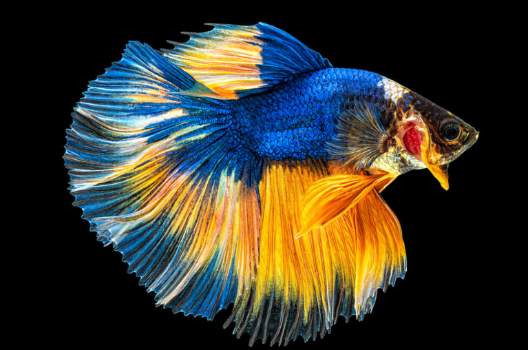 Siamese Fighter Halfmoon Betta Male