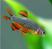 Galaxy Rasbora / Celestial Pearl Danio