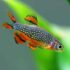 Galaxy Rasbora / Celestial Pearl Danio