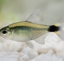 Kitty Tetra