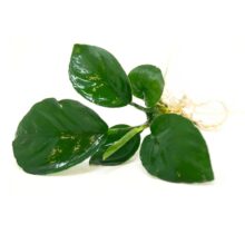 Anubias Barteri