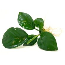 Anubias Barteri