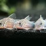 Corydoras similis 3 1080x