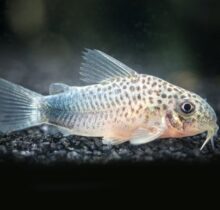 Smudge Spot Cory (Similis Corydoras)