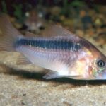 Rust Corydoras (Rabauti)