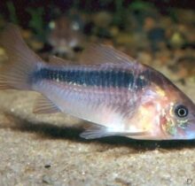 Rust Corydoras (Rabauti)