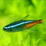 Green Neon Tetra 2