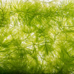 Hornwort