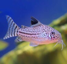 Three-lined Cory (Corydoras trilineatus)