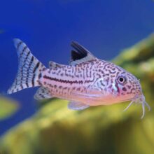 Three-lined Cory (Corydoras trilineatus)