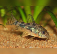 Pepper Corydoras