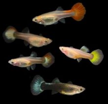 Mixed Female Guppies