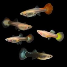 Mixed Female Guppies