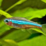 Green Neon Tetra