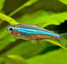 Green Neon Tetra