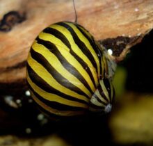 Zebra Nerite Snail