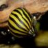 Zebra Nerite Snail