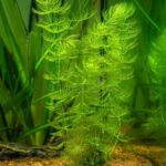 Hornwort