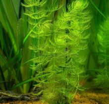 Hornwort