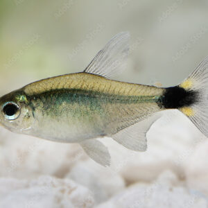 Kitty Tetra