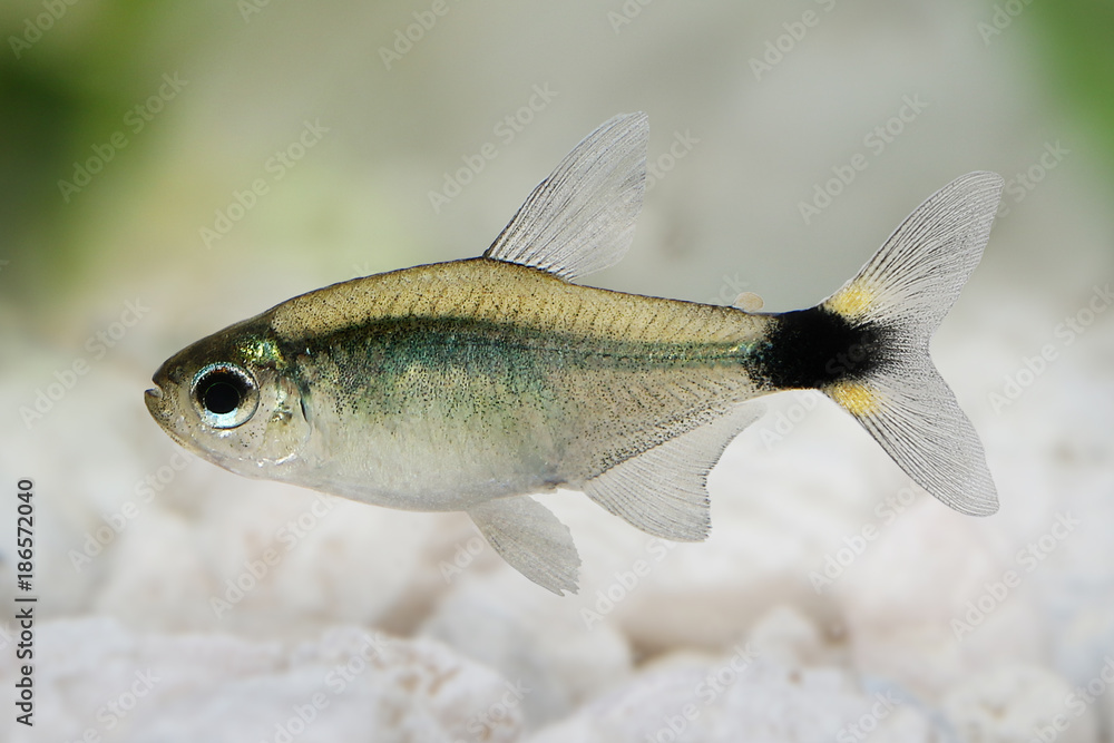 Kitty Tetra