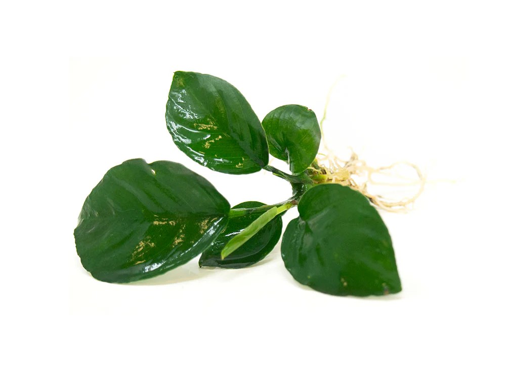 Anubias Barteri