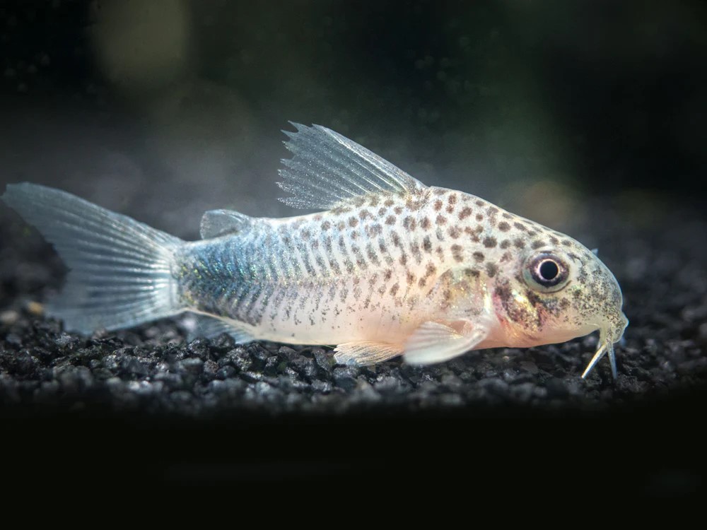 Smudge Spot Cory (Similis Corydoras)