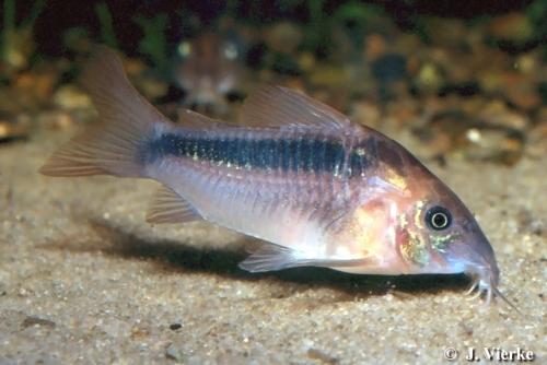 Rust Corydoras (Rabauti)