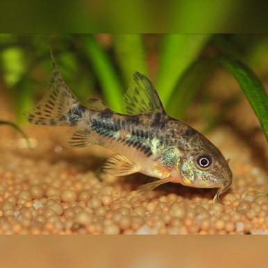 Pepper Corydoras